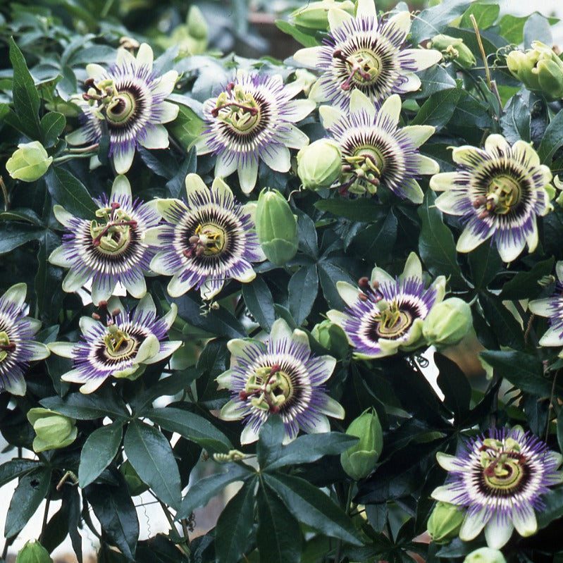 Passiflora caerulea - Passiebloem 2 Liter pot - Passiebloem