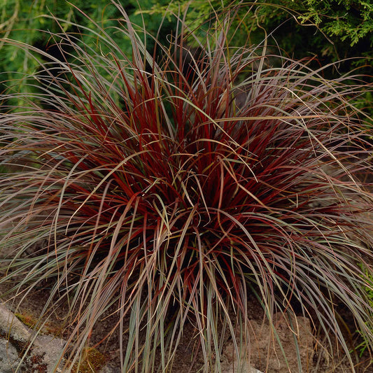 Mahoniegras 'Rubra' - Bakker