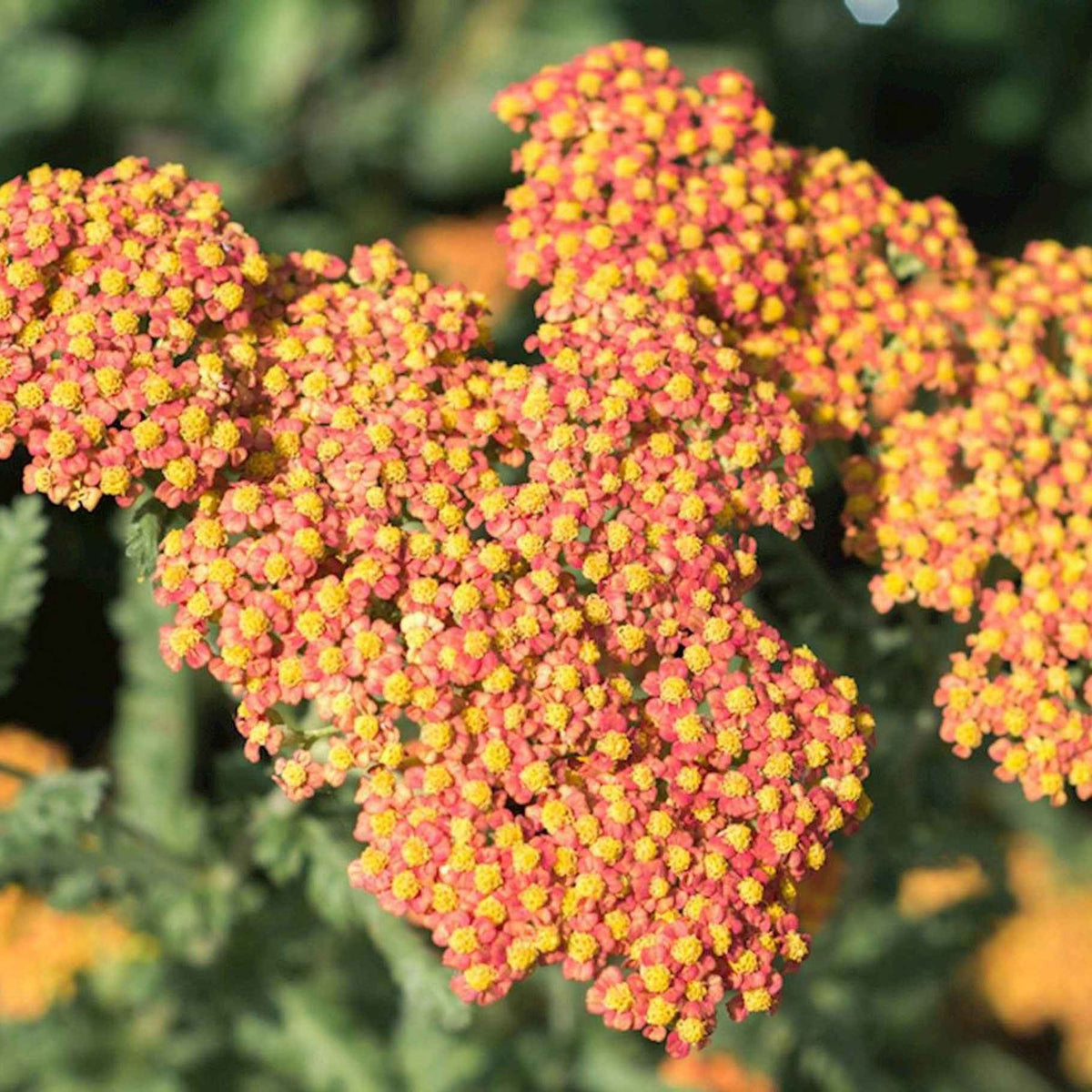Duizendblad 'Walter Funcke' - Achillea hybride Walther Funcke - Bakker