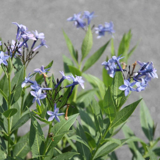 Stermaagdenpalm 'Blue Ice' - Amsonia blue ice - Tuinplanten