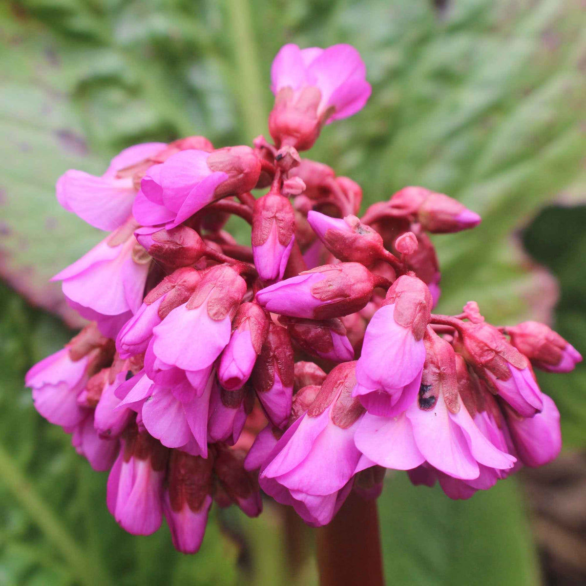 Schoenlappersplant 'Eroica' - Bergenia cordifolia Eroica - Bakker