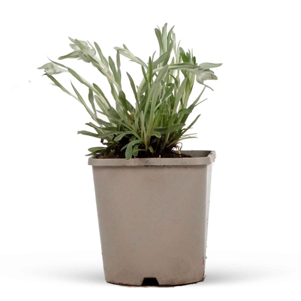 Vaste planten - Edelweiss - Leontopodium alpinum
