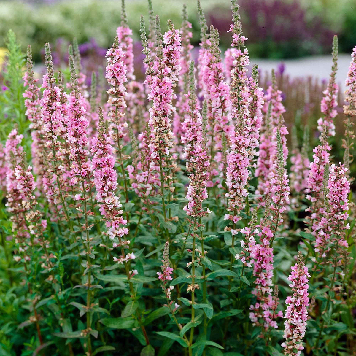 Grote kattenstaart - Lythrum salicaria ssp intermedium - Bakker