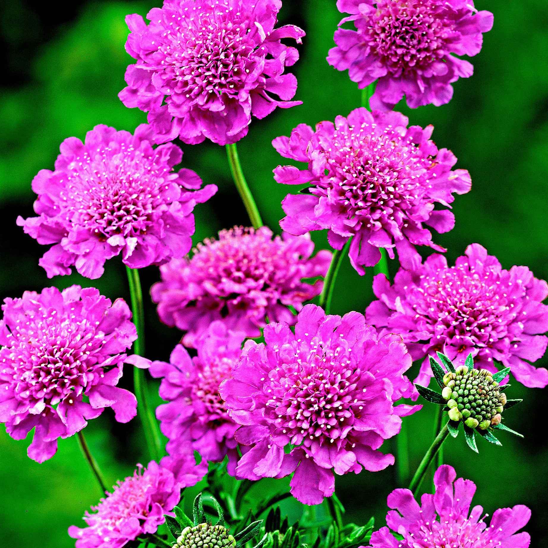 Scabiosa columbaria 'Pink Mist