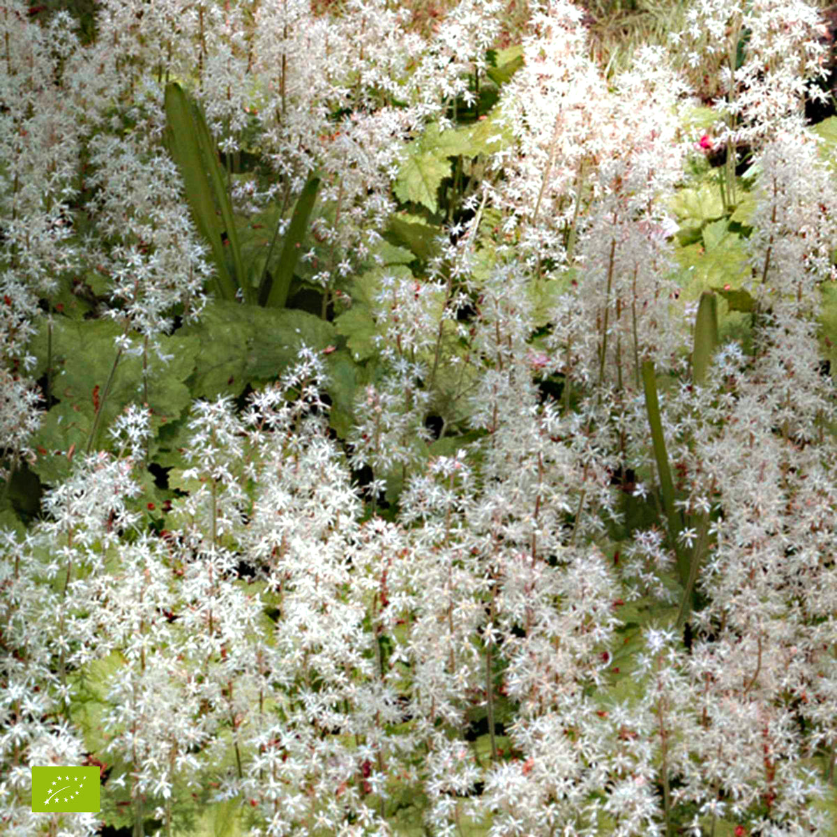 Schuimbloem Tiarella 'Pink Skyrocket' - Tiarella Pink Skyrocket - Bakker