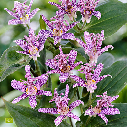 Armeluisorchidee - Bakker