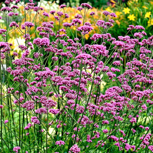 IJzerhard - Verbena bonariensis - Tuinplanten