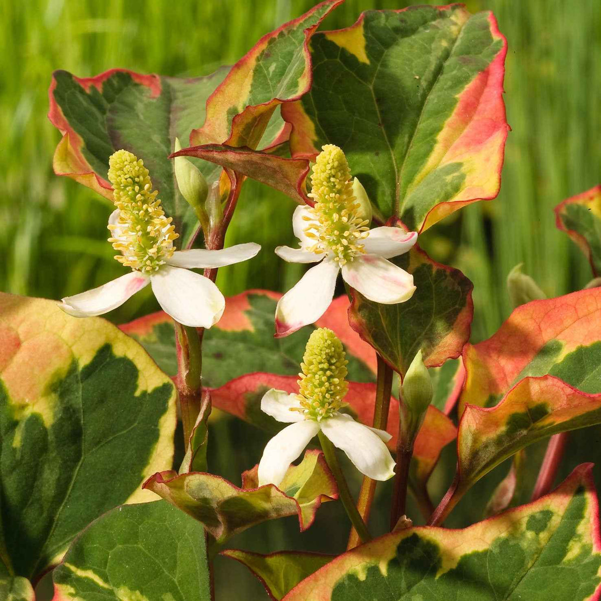 Verkoop Moerasanemoon 'Chameleon'