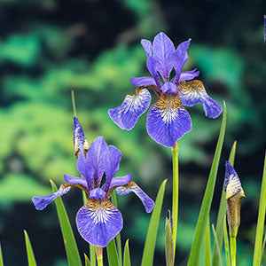 Siberische iris - Bakker