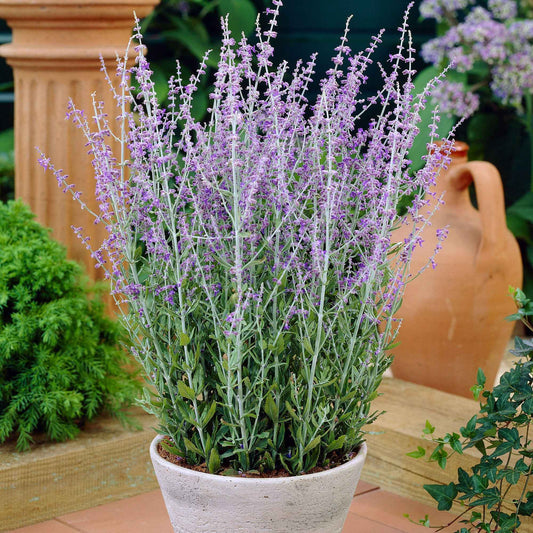 Russische salie 'Blue Spire' - Bakker