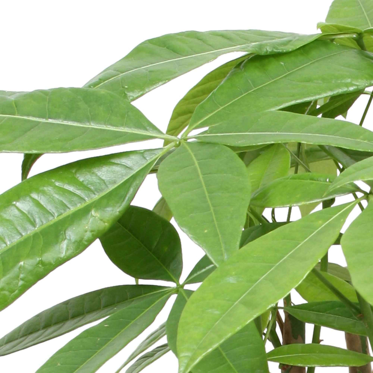 Geldboom 17cm pot - Pachira aquatica - Bakker