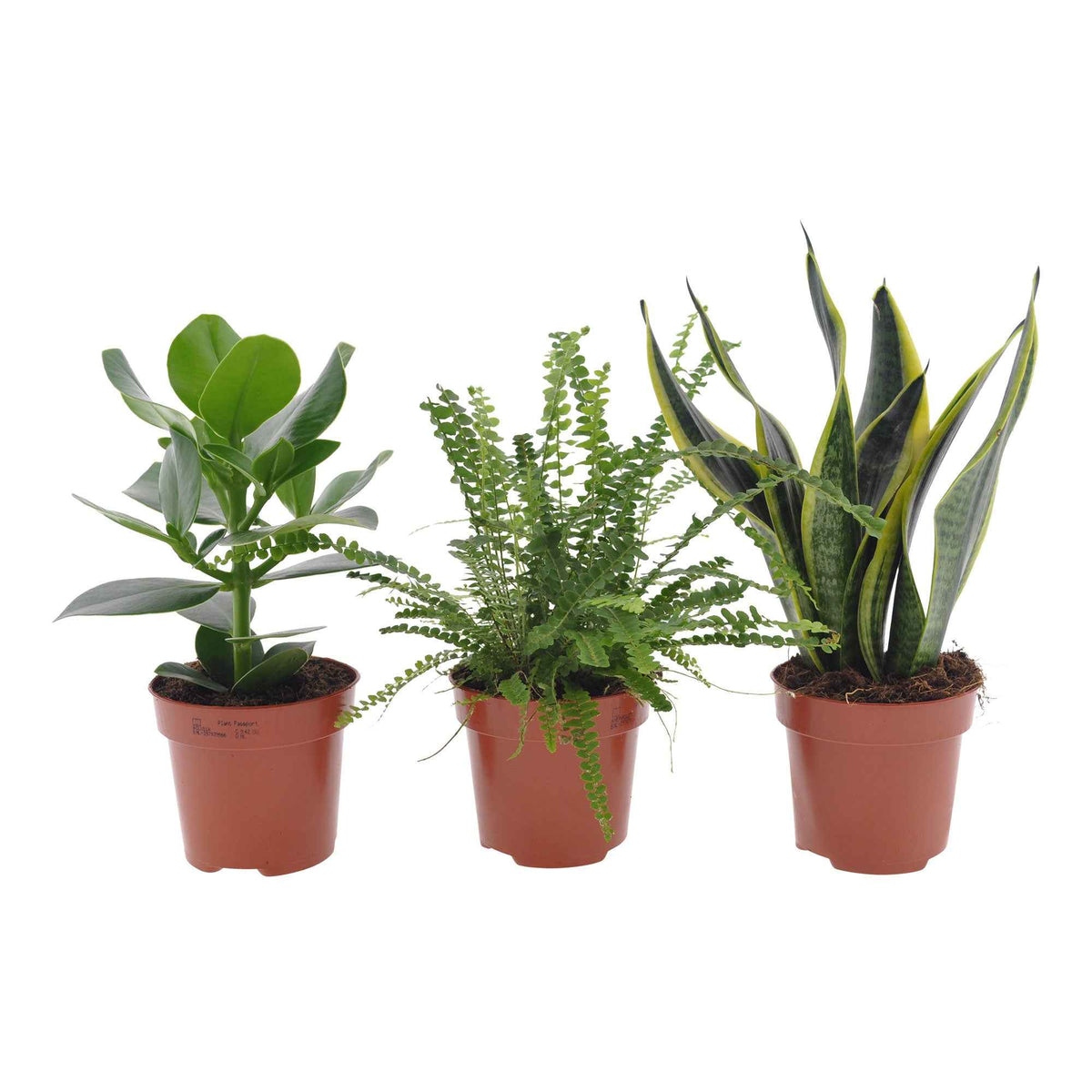 Slaapkamerplanten Mix (x3) - Clusia rosea princess, nephrolepis duffi, sansevieria - Bakker
