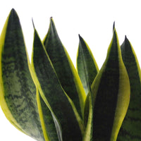 Makkelijke kamerplanten Mix - groen (x4) -  strelitzia, chamaedorea, asplenium crispy wave, sansevieria - Kamerplanten sets