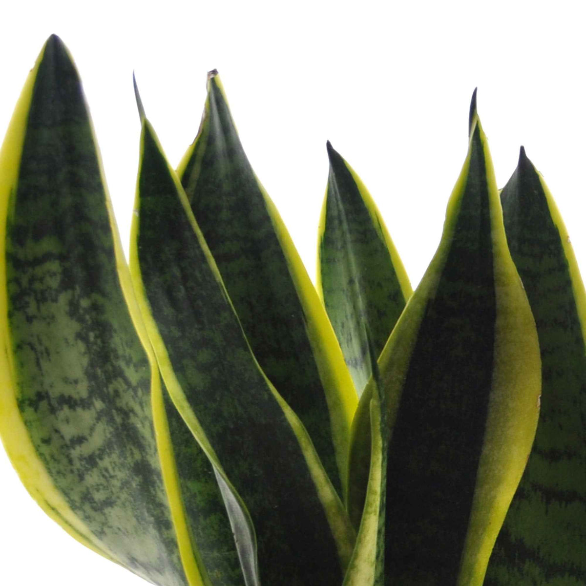 strelitzia, chamaedorea, asplenium crispy wave, sansevieria - Makkelijke kamerplanten Mix - groen (x4) - Kamerplantencombinaties
