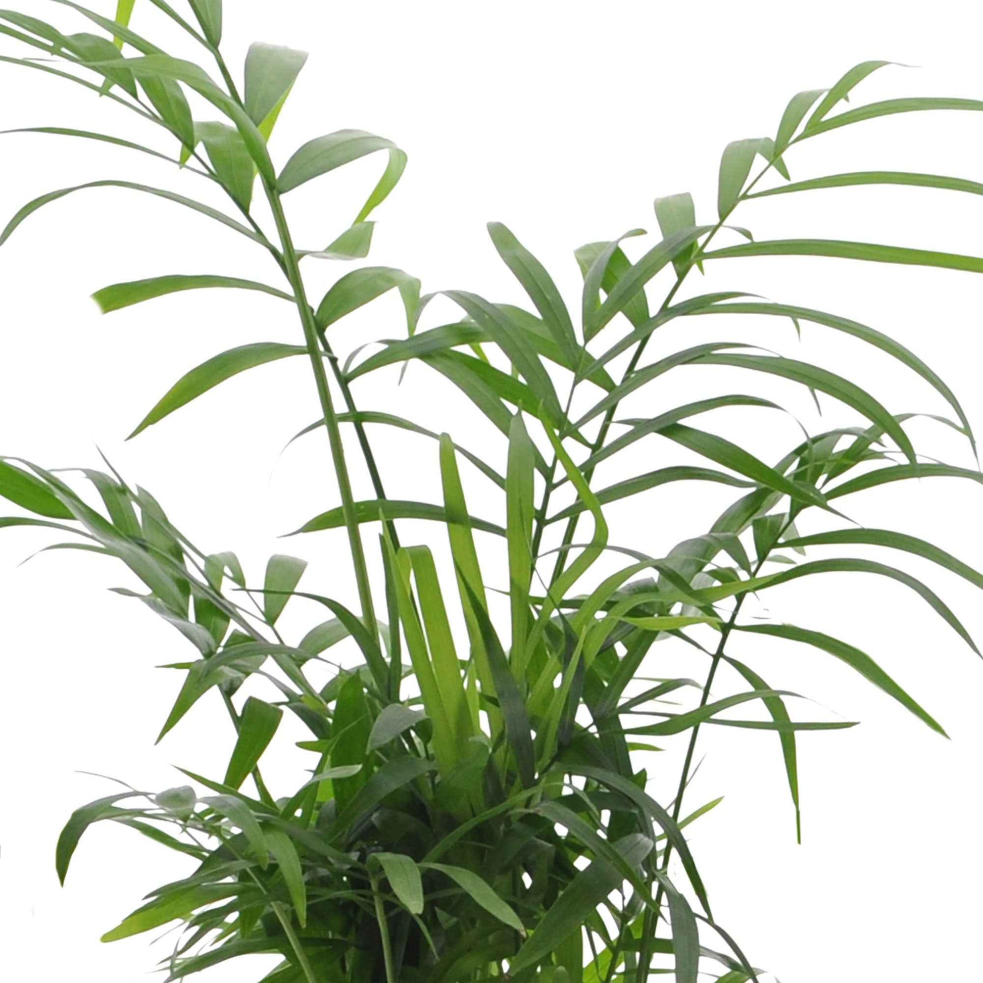 Makkelijke kamerplanten Mix - groen (x4) -  strelitzia, chamaedorea, asplenium crispy wave, sansevieria