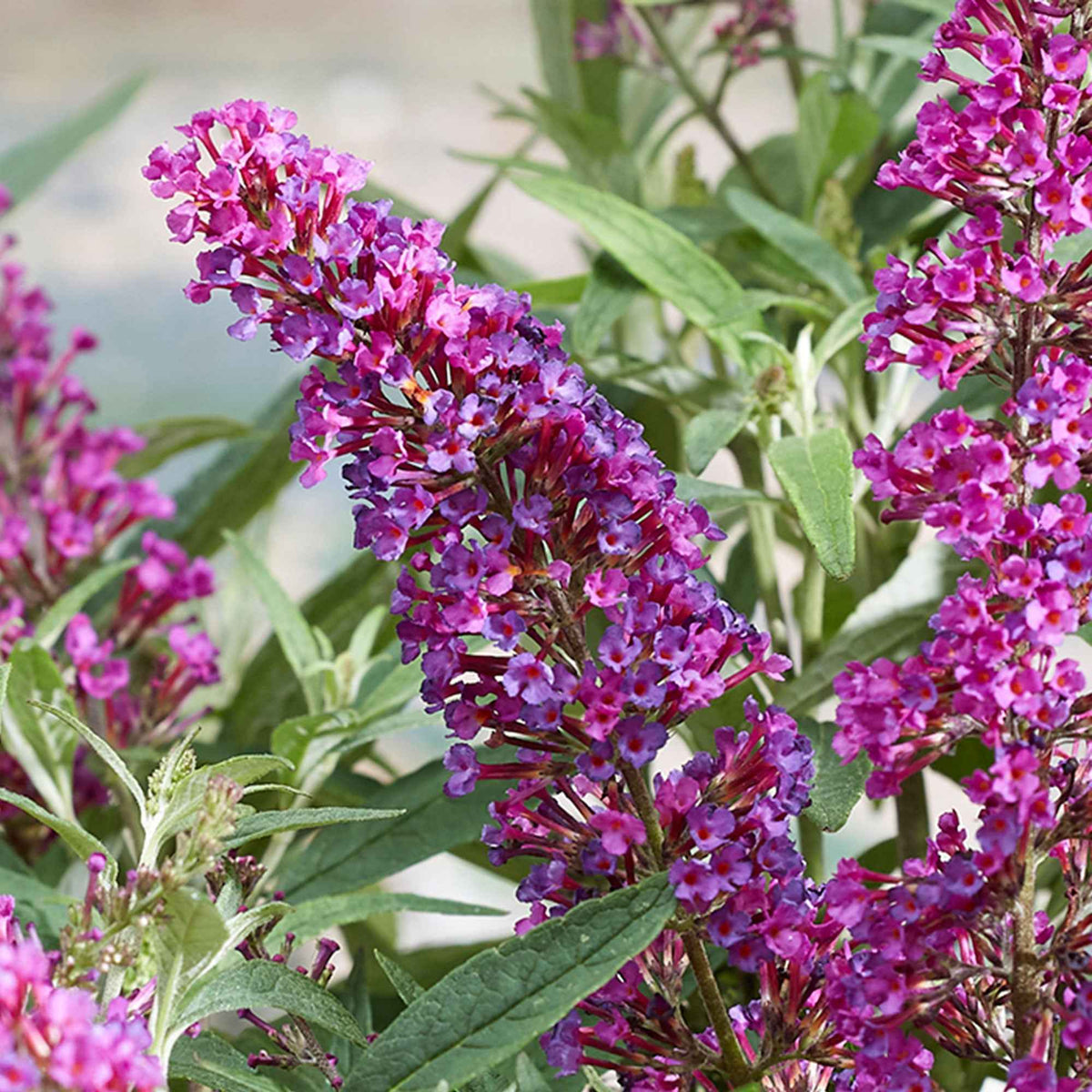Vlinderstruik 'Butterfly Towers' - Buddleja davidii 'butterfly towers' - Bakker