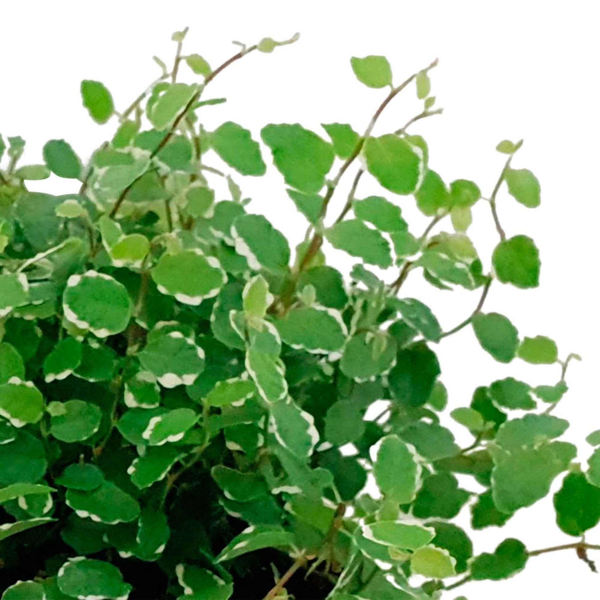 Klimvijg 'White Sunny' - Ficus pumila white sunny - Bakker