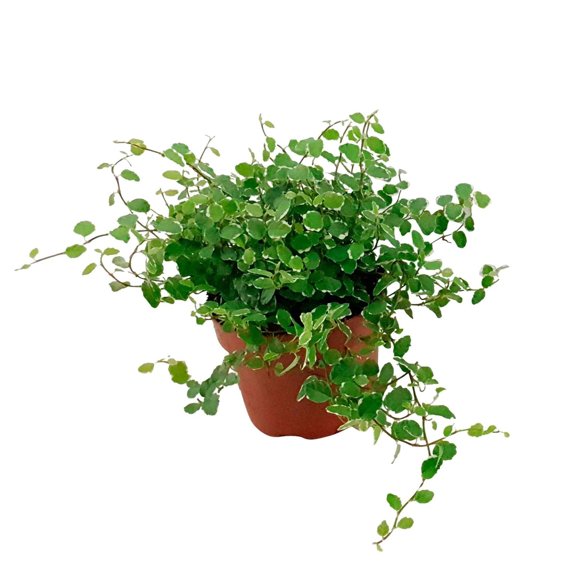 Ficus pumila white sunny - Klimvijg 'White Sunny' - Groene kamerplanten voor interieur