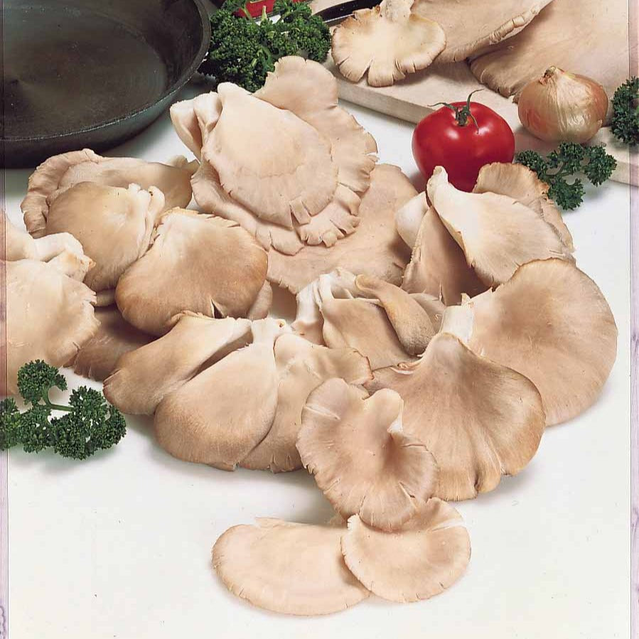Kweekset grijze oesterzwam - Pleurotus ostreatus - Bakker