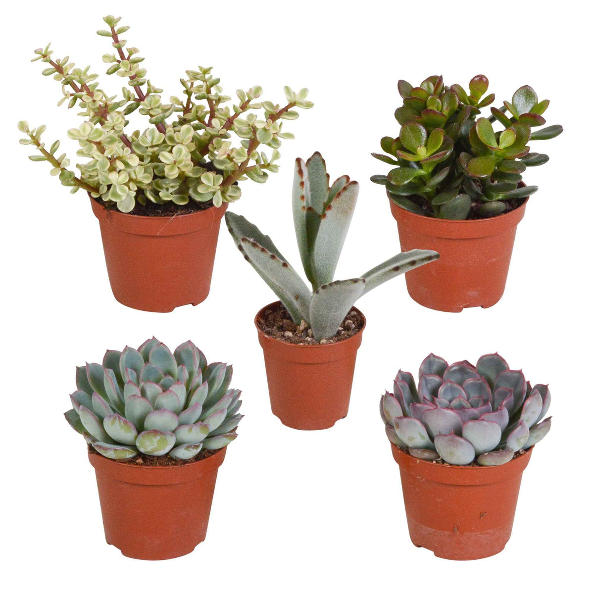 Succulent Mix - Crassula , 2 Echeveria , Portulacaria Afra, Kalanchoe Tomentosa - Bakker