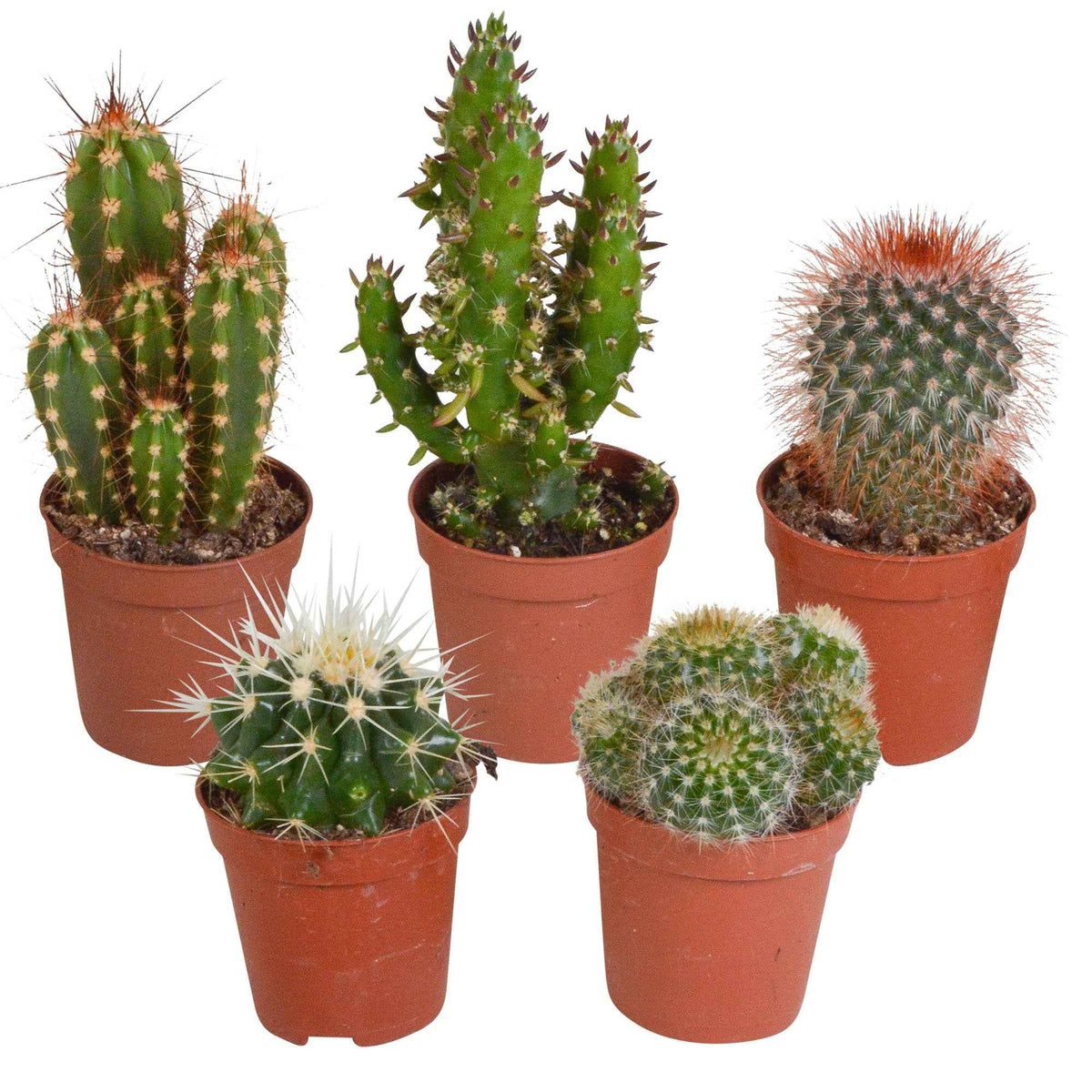 Cactus Mix (x5) - mamilaria, echinicactus, eriocactus, opuntia & eriocactus - Bakker