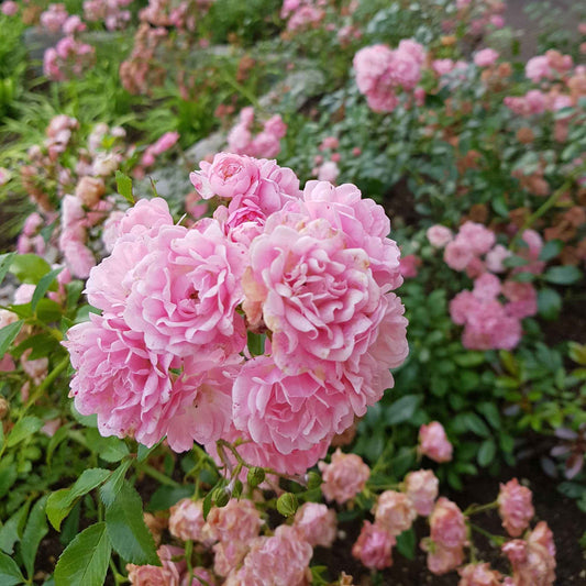 Bodembedekkende roos 'The Fairy'® - Rosa the fairy rose, rosa perle rose - Tuinplanten