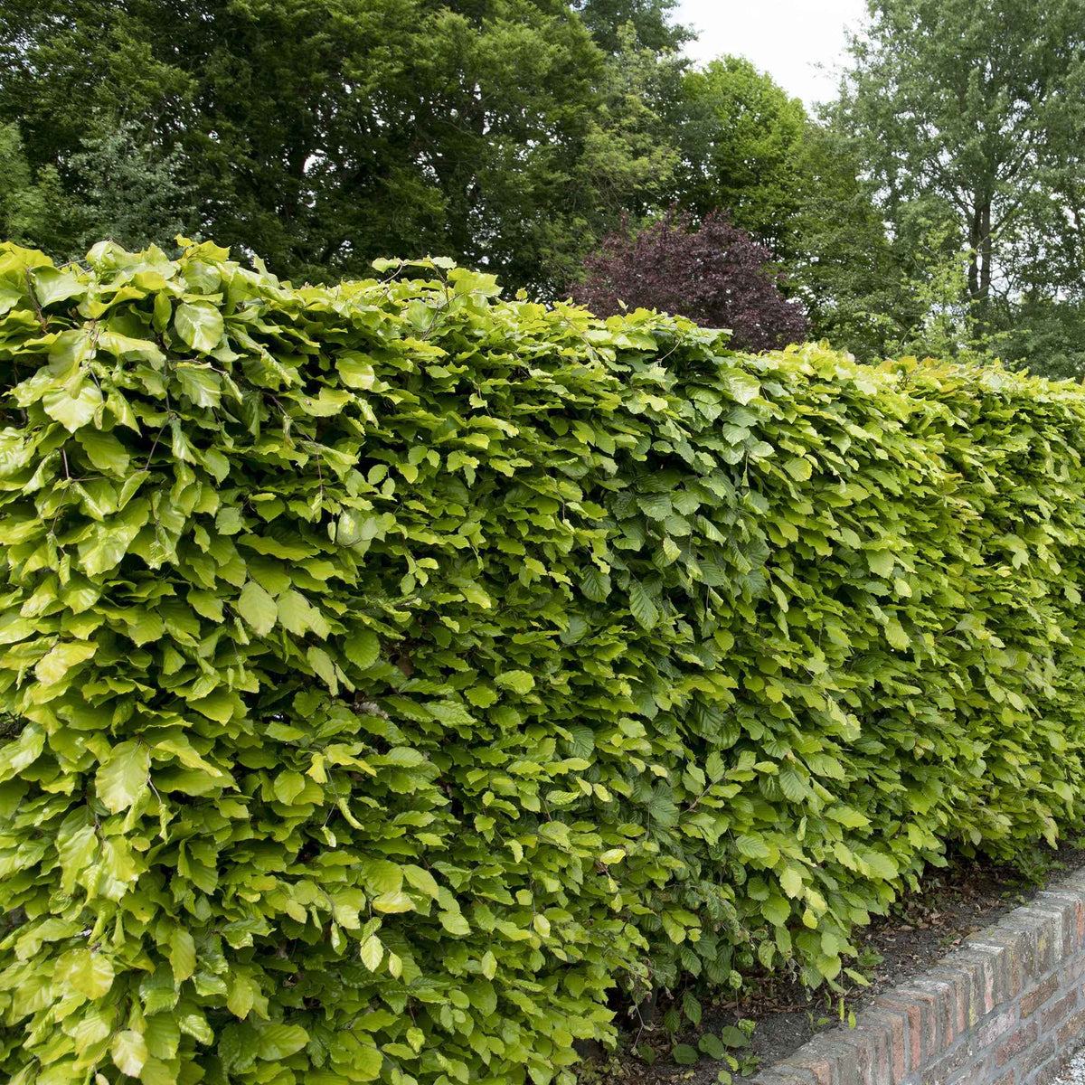 Beukenhaag - Fagus sylvatica - Bakker