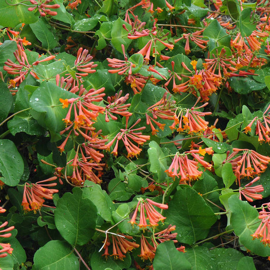 Kamperfoelie 'Dropmore Scarlet' - Bakker