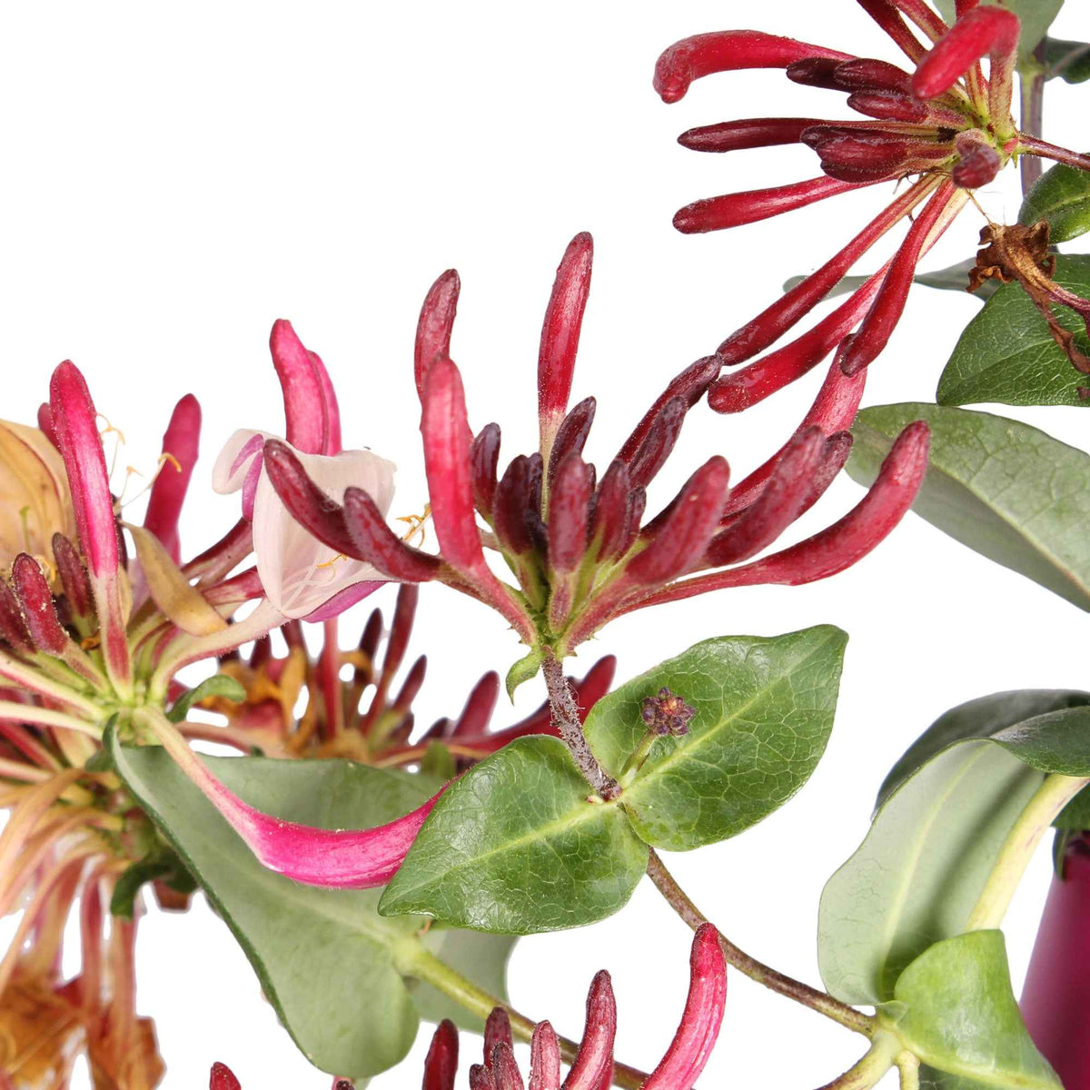 Lonicera henryi Copper Beauty - Kamperfoelie 'Copper Beauty' - Kamperfoelie