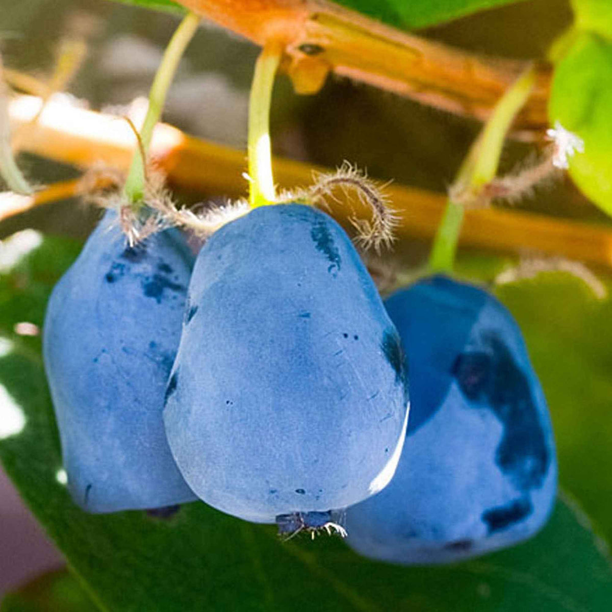 Honingbes 'Duet' - Lonicera caerulea 'duet' - Bakker