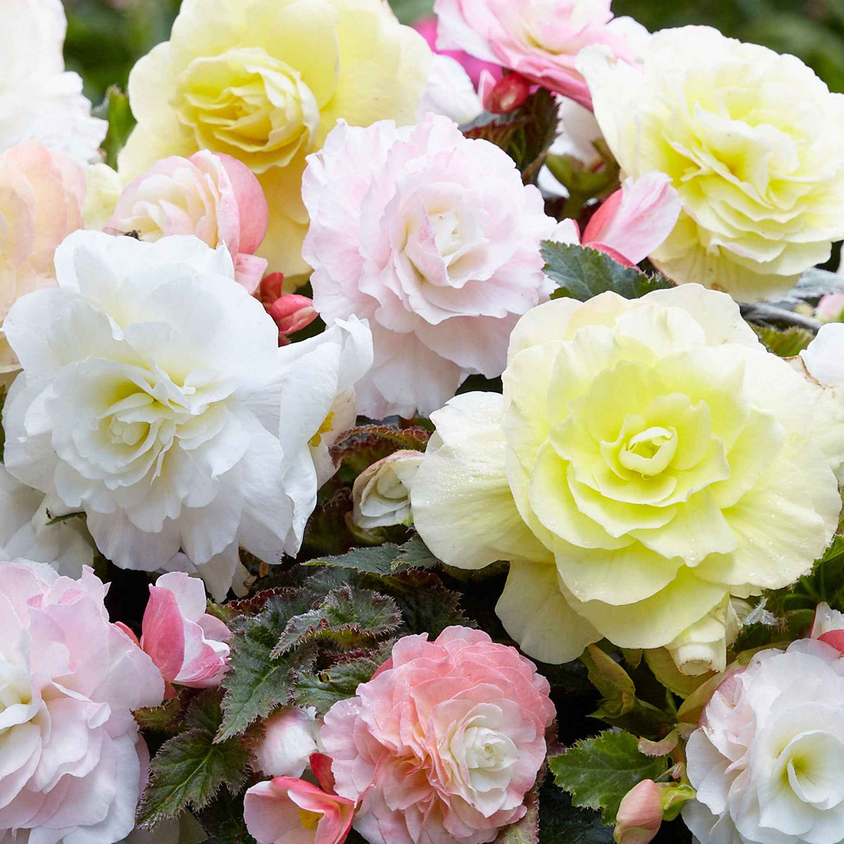 Knolbegonia Mix 'Wummi' (x4) - Begonia Wummi creme, Wummi Apple Bloom - Bakker