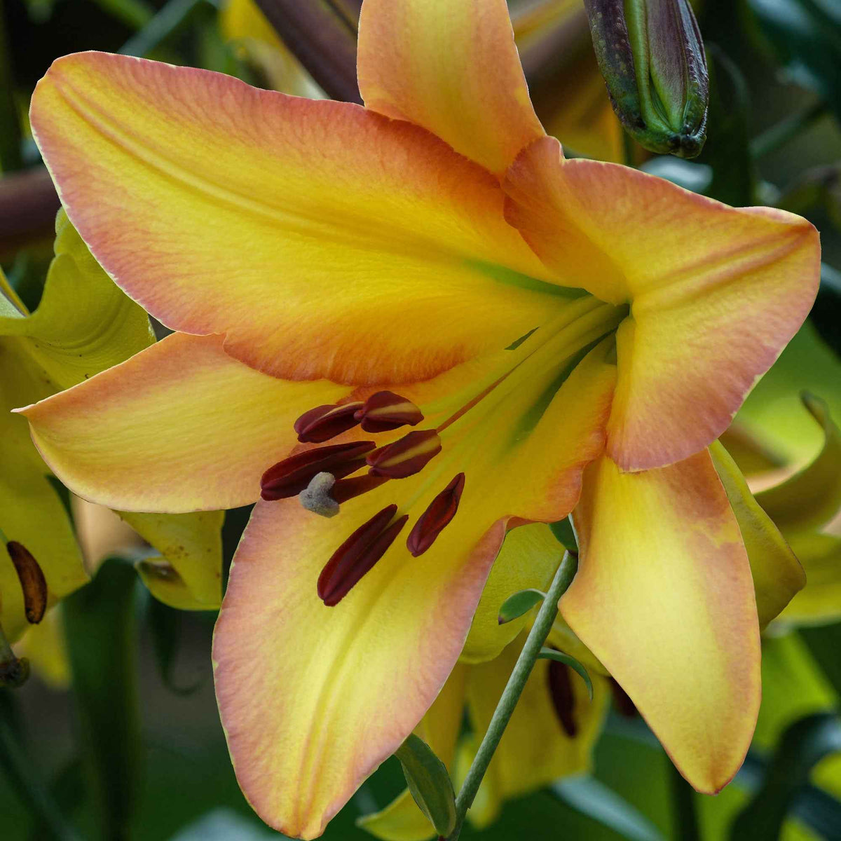 Lelie 'Rising Moon' (x5) - Bakker