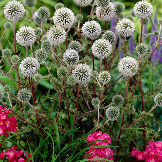 Kogeldistel 'Arctic Glow' - Bakker