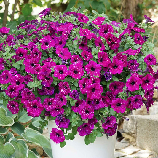 Petunia 'Royal Sky' (x3) - Bakker