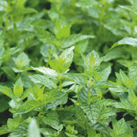 Groene munt - Mentha spicata crispa - Kruiden