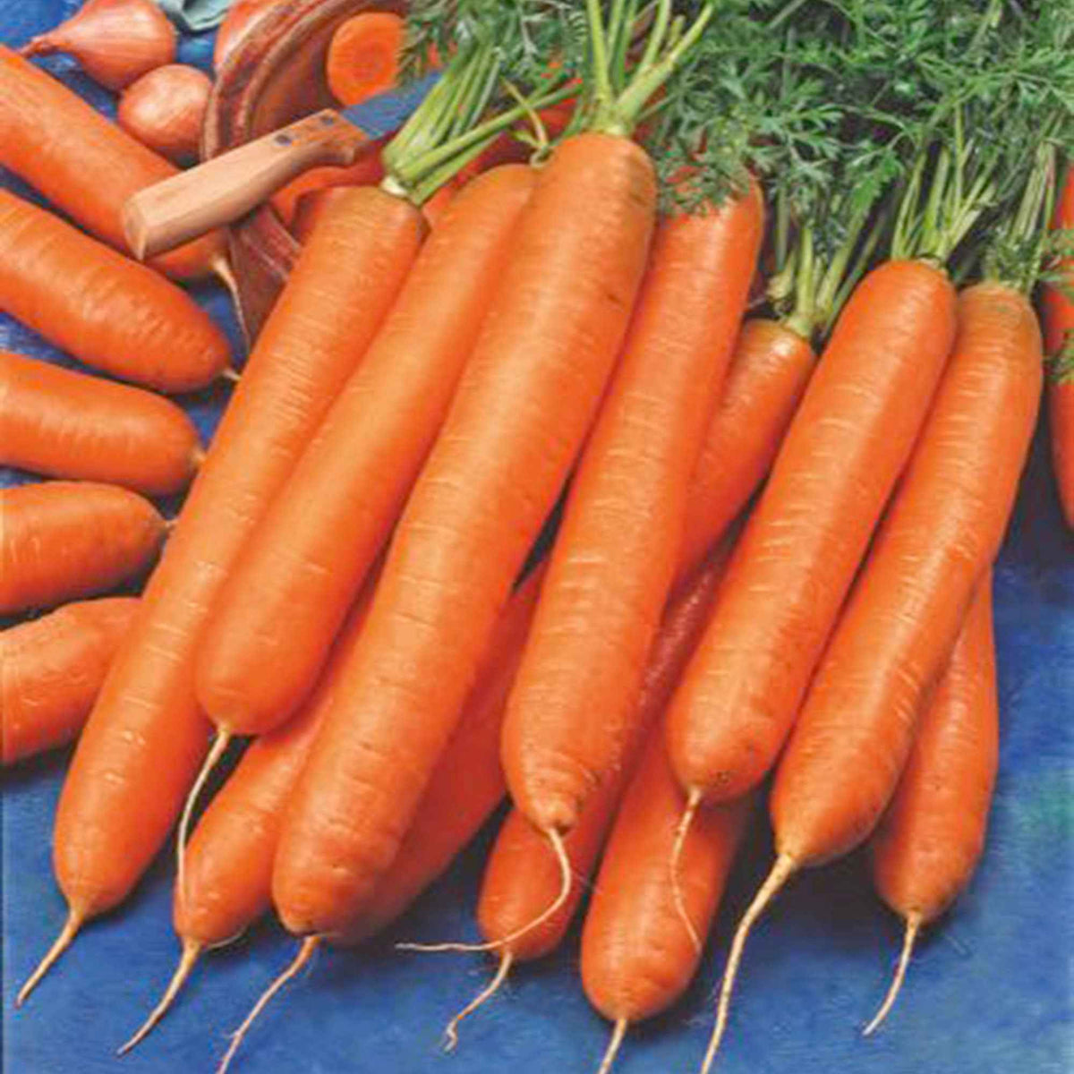 Wortel 'Berlikumer 2' - Daucus carota berlikumer 2 - Bakker