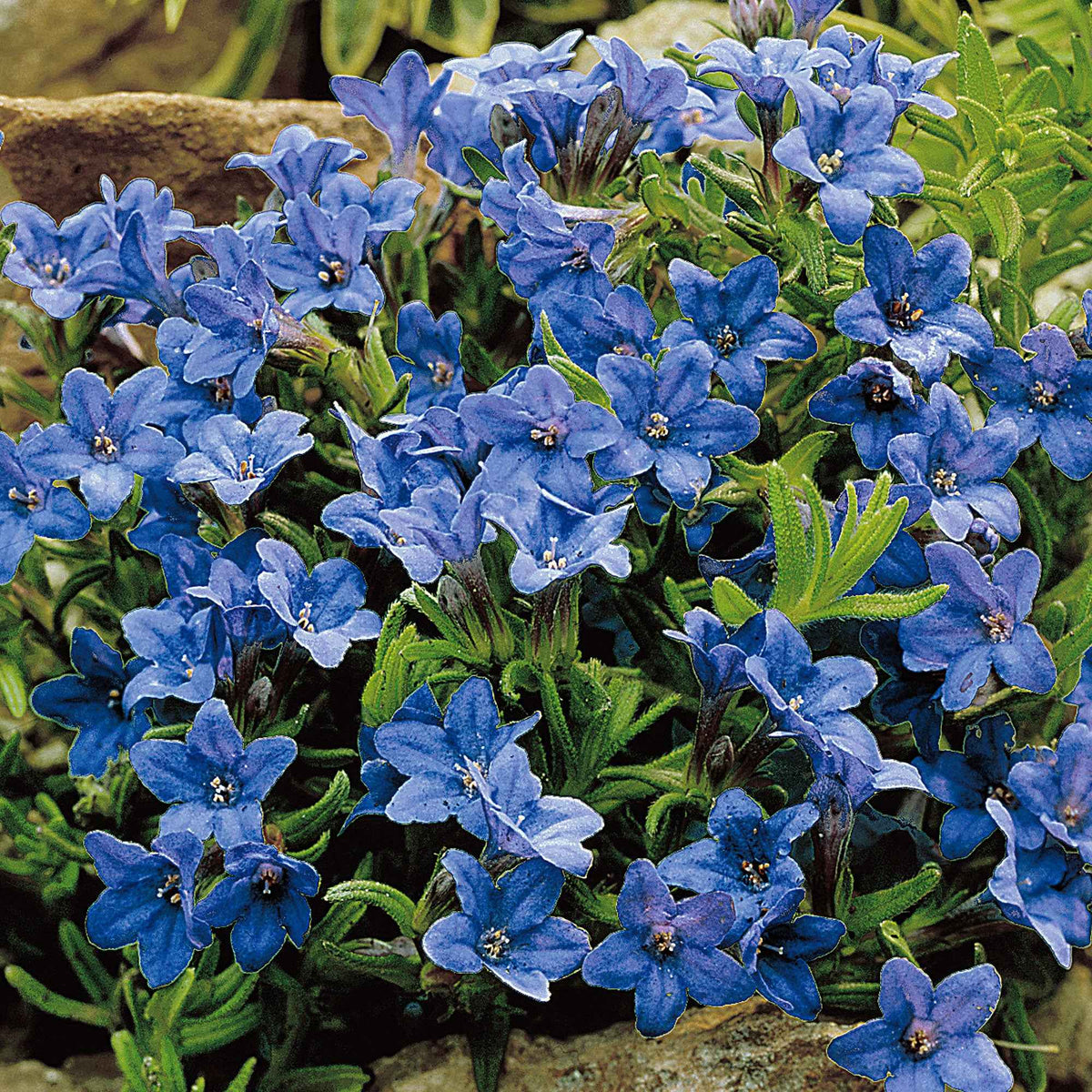 Parelzaad 'Heavenley Blue' - Bakker