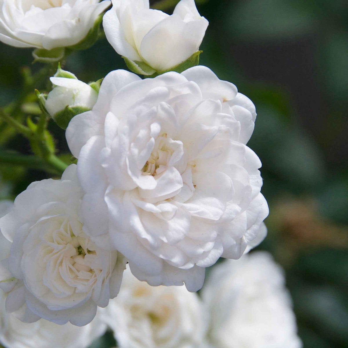 Rosa crystal fairy ® - Roos 'Crystal Fairy' - Bodembedekkende rozen