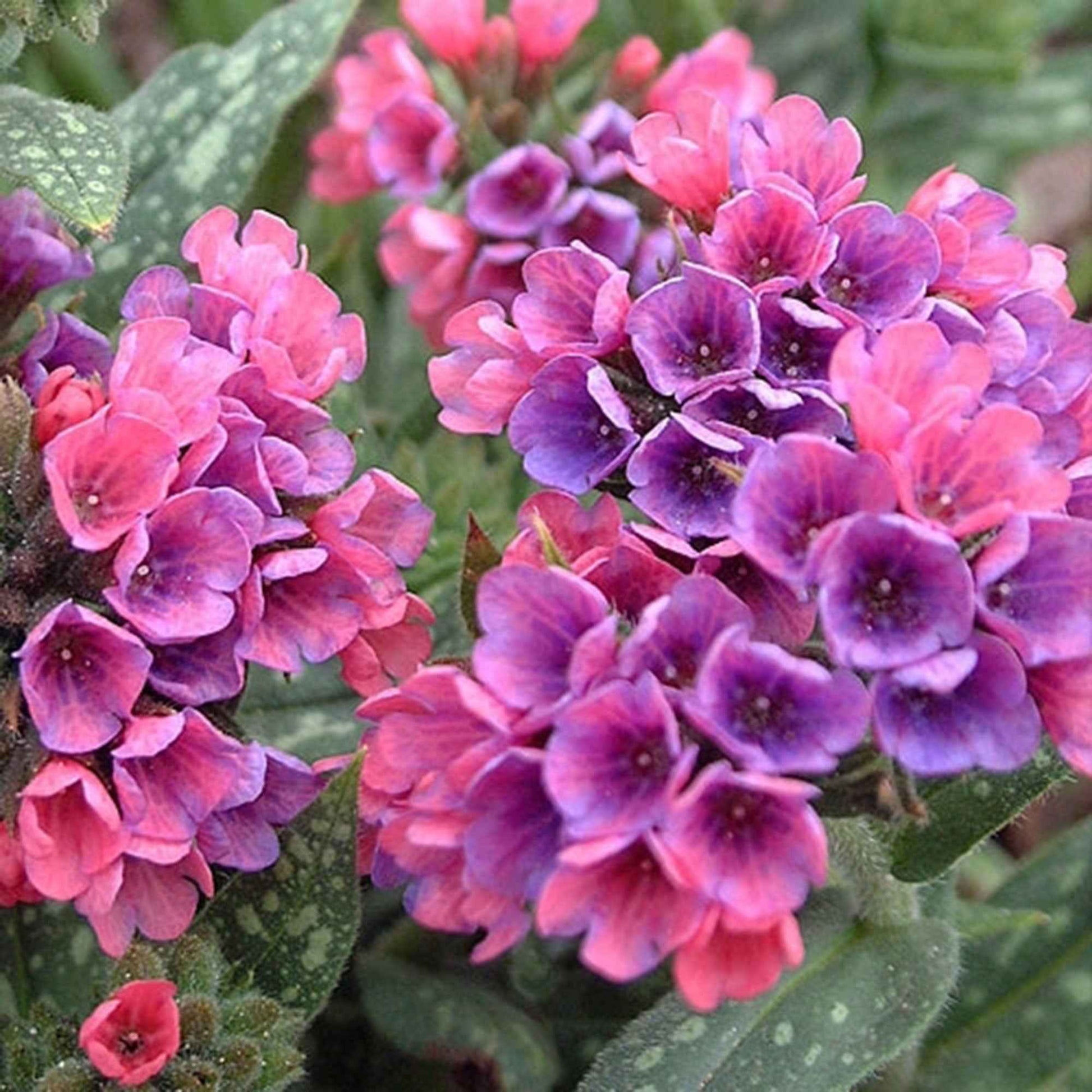 Longkruid 'Raspberry Splash' - Pulmonaria raspberry splash - Bakker