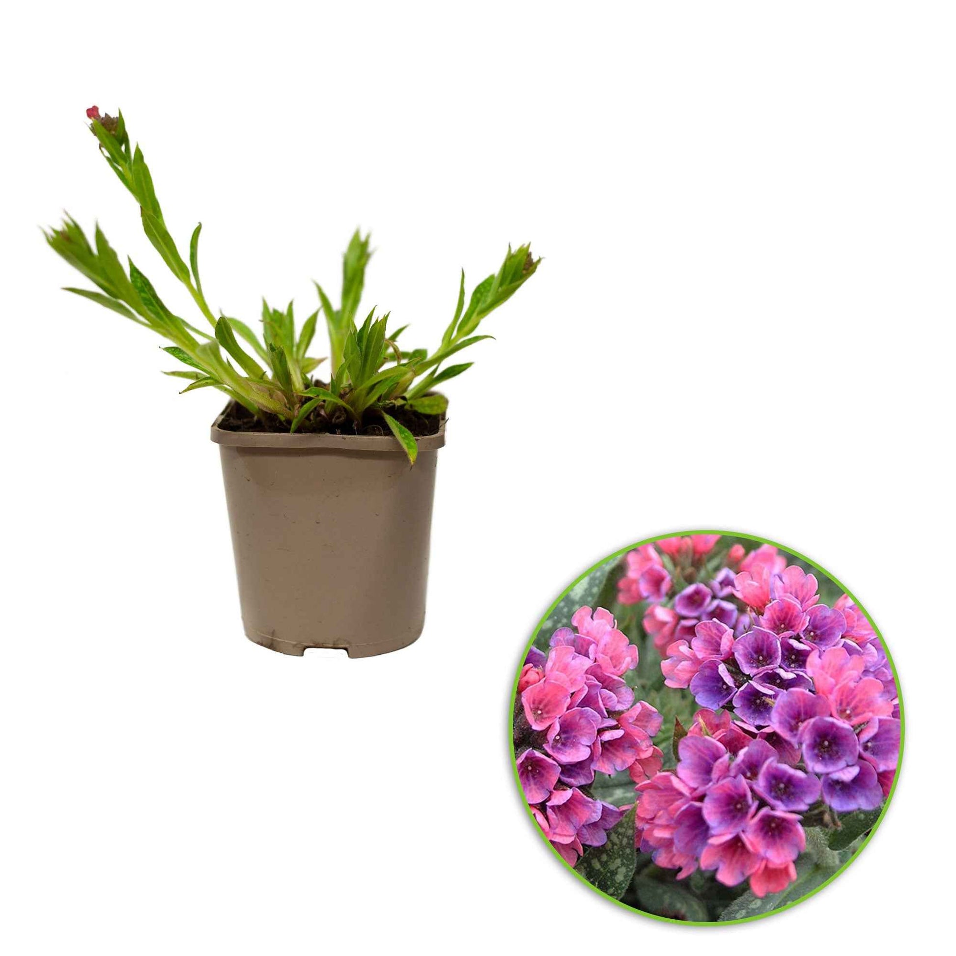 Pulmonaria raspberry splash - Longkruid 'Raspberry Splash' - Vaste planten