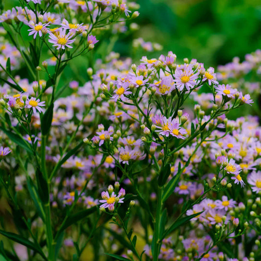 Herfstaster 'Stardust' (x3) - Aster ageratoides stardust - Tuinplanten