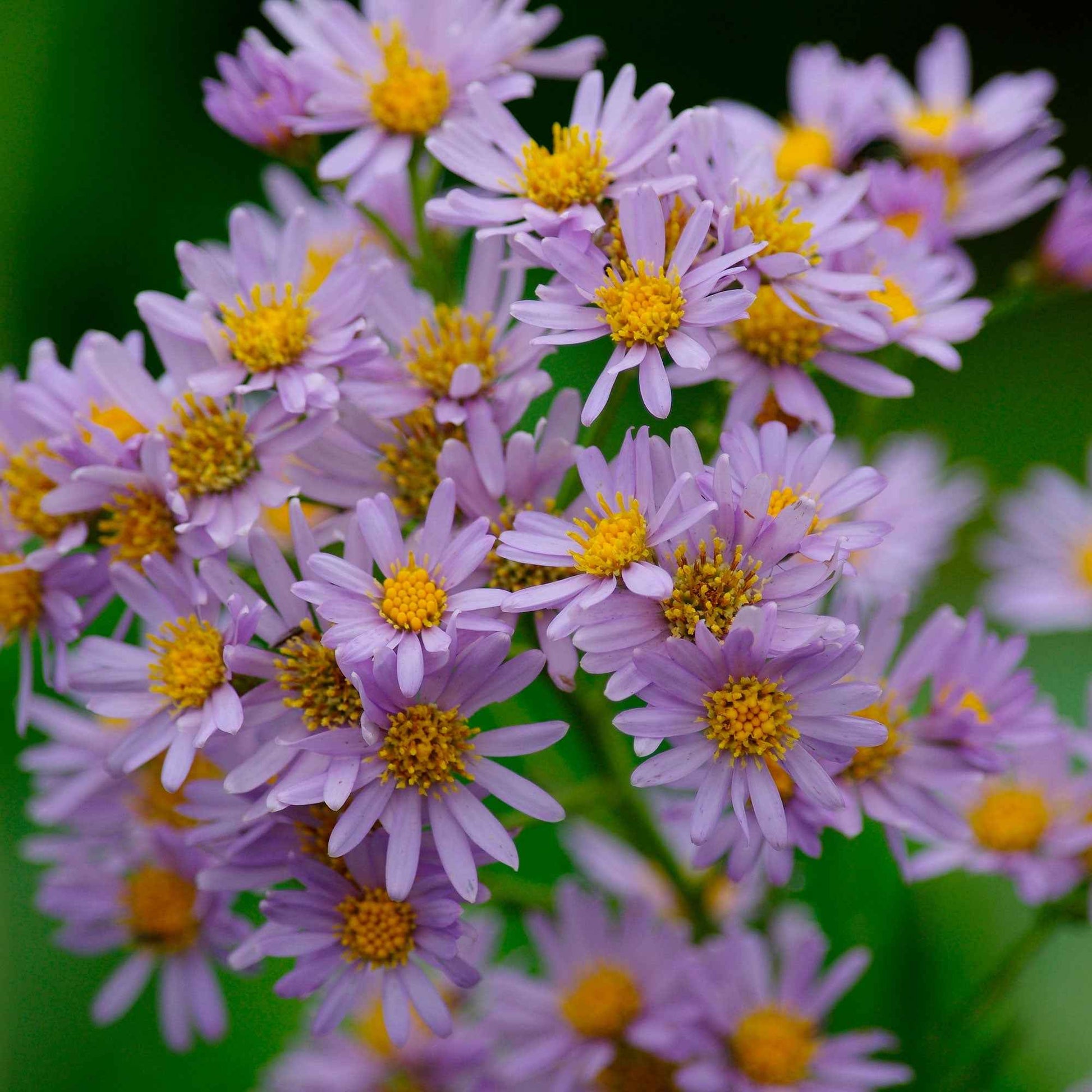 Herfstaster 'Stardust' - Aster ageratoides Stardust - Bakker