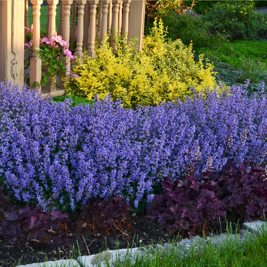 Kattenkruid 'Pursian Blue' - Nepeta purrsian blue - Tuinplanten