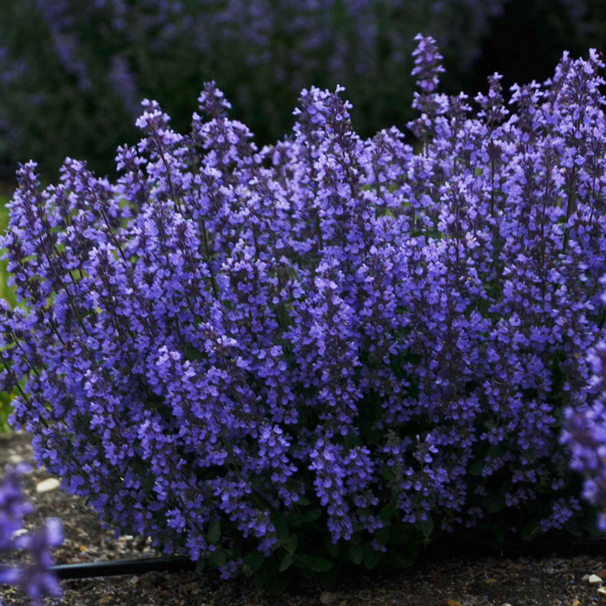 Kattenkruid 'Cat's Pyjamas' - Nepeta faassenii Cat's Pajamas - Bakker