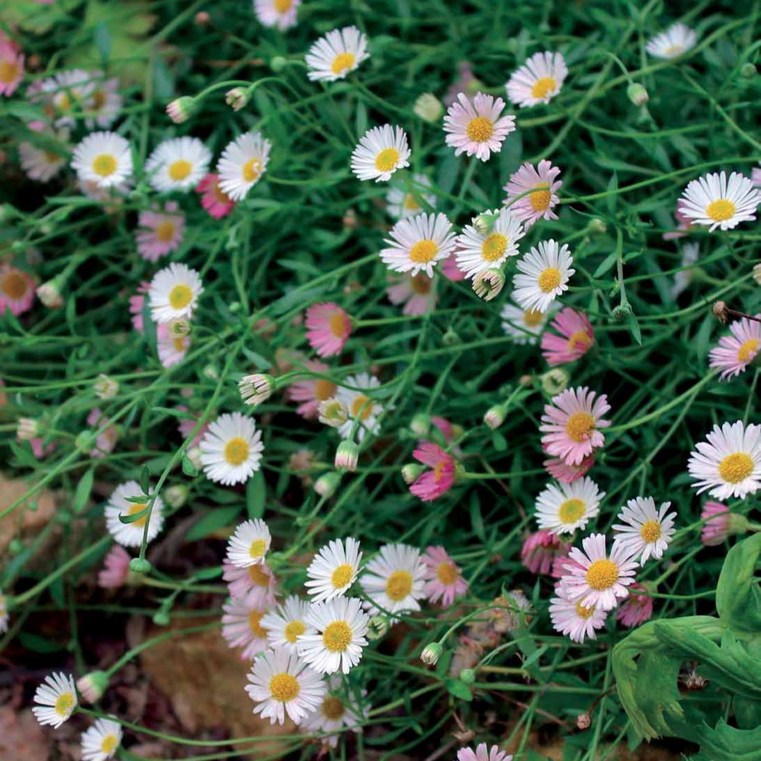 Fijnstraal - Erigeron karvinskianus Blutenmeer - Bakker