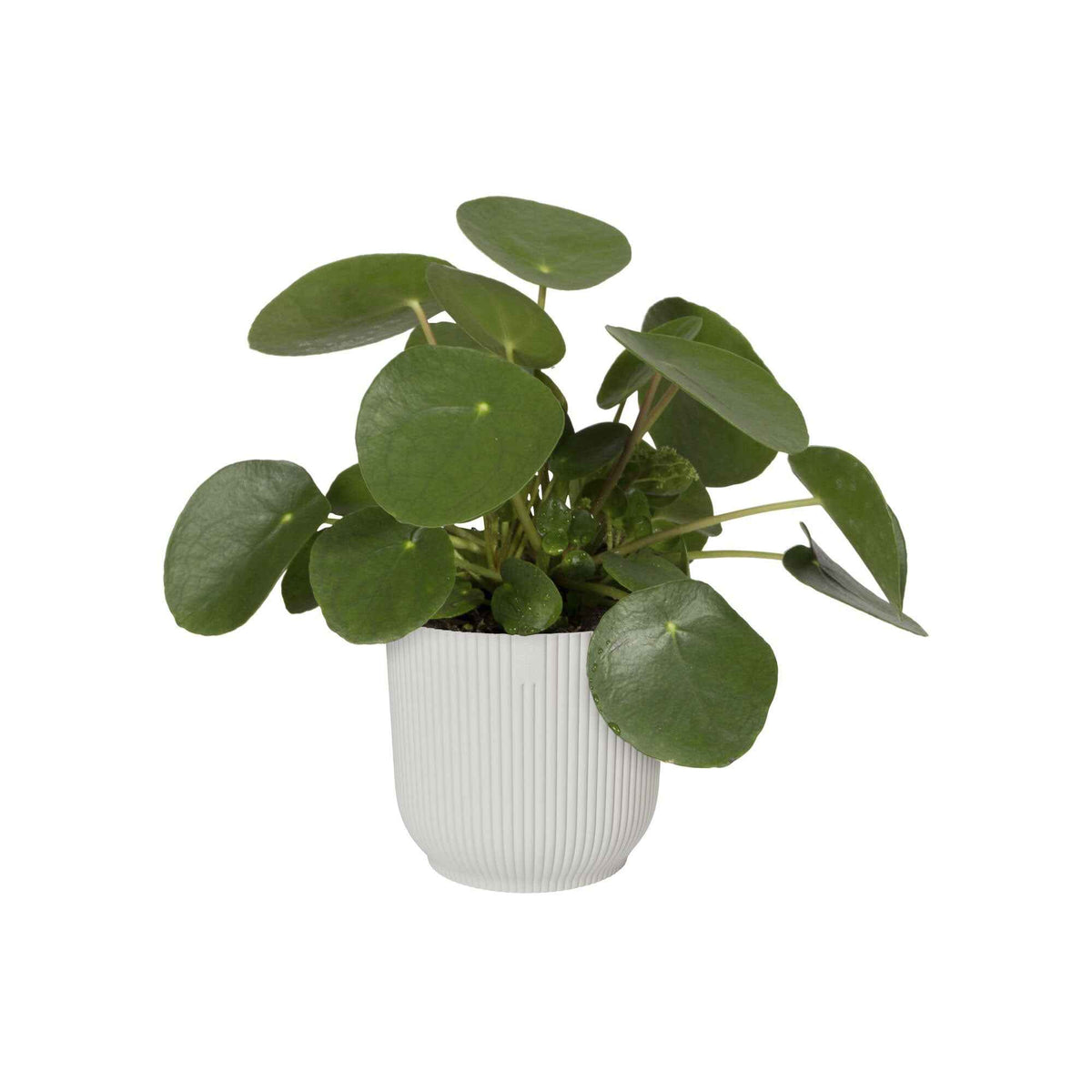 Bloempot Elho vibes fold zijdewit - - Bakker