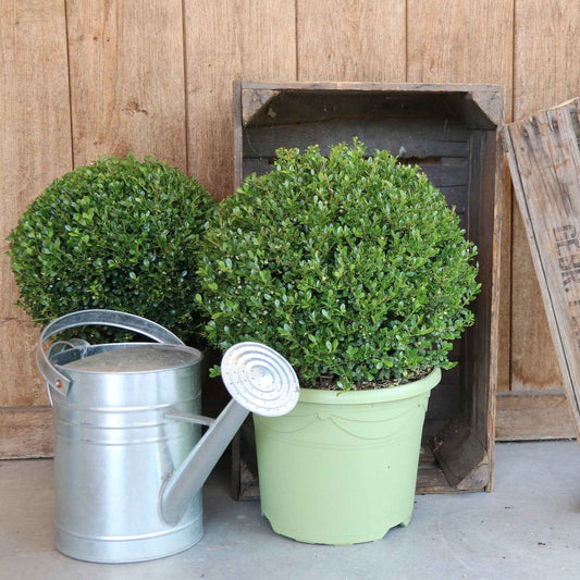 Japanse hulst 'Dark Green'® - Ilex crenata dark green - Tuinplanten