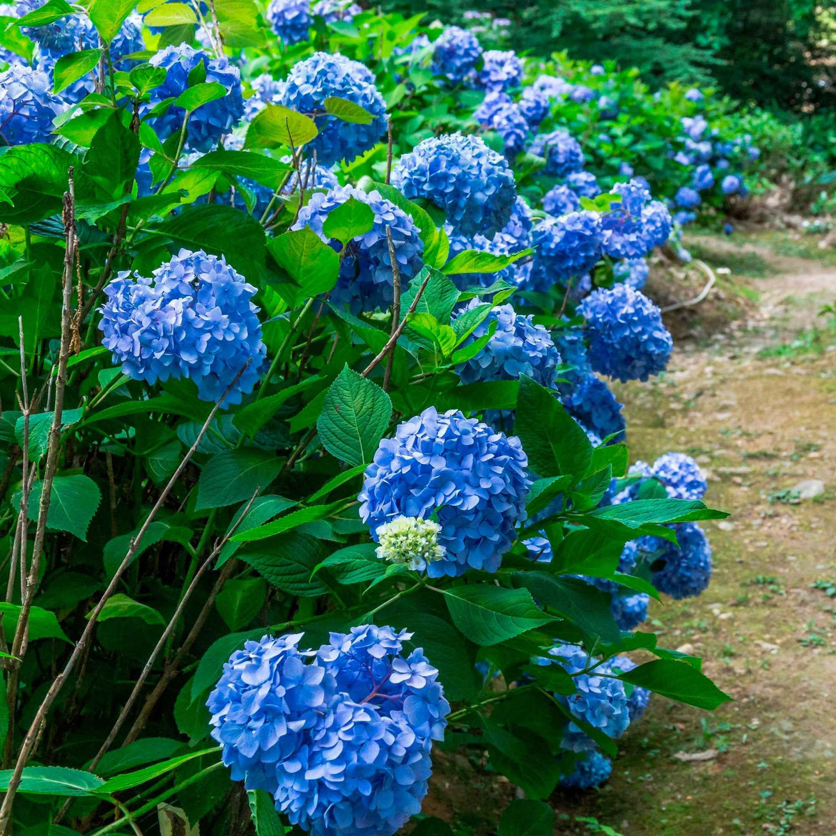 Hydrangea macrophylla - Hortensia Collectie: rood, blauw, roze (x3) - Hortensia macrophylla
