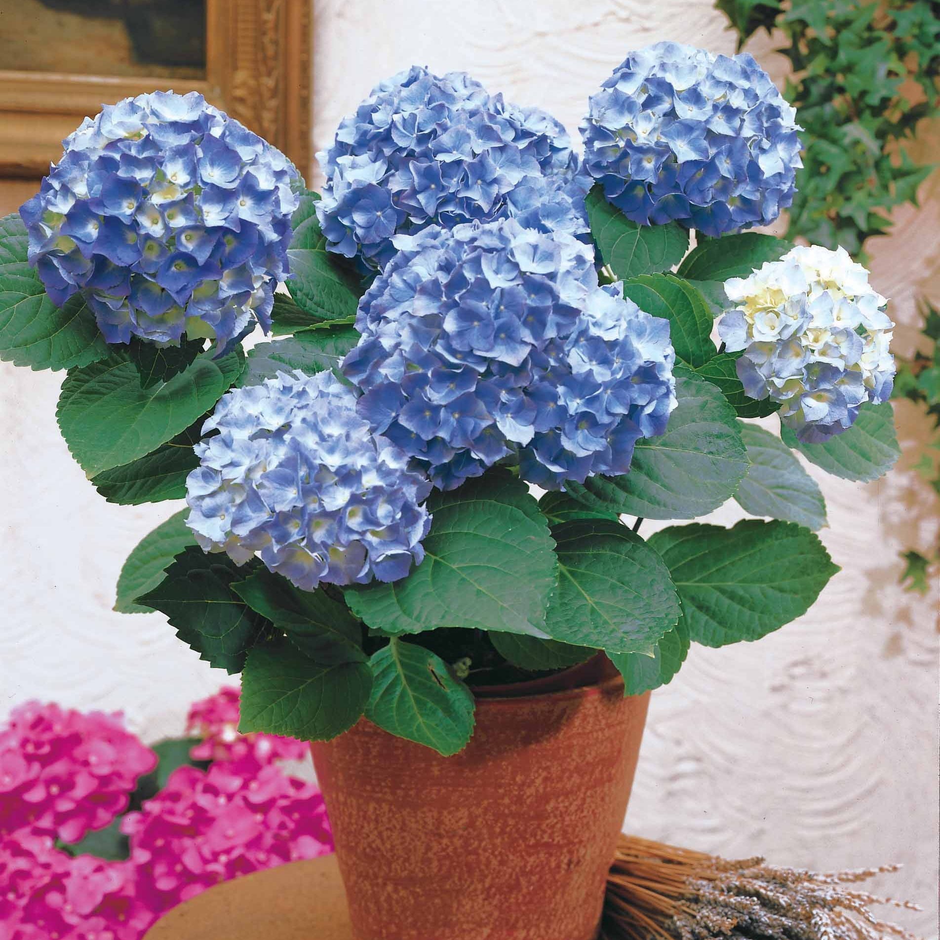 Verkoop Blauwe Boerenhortensia