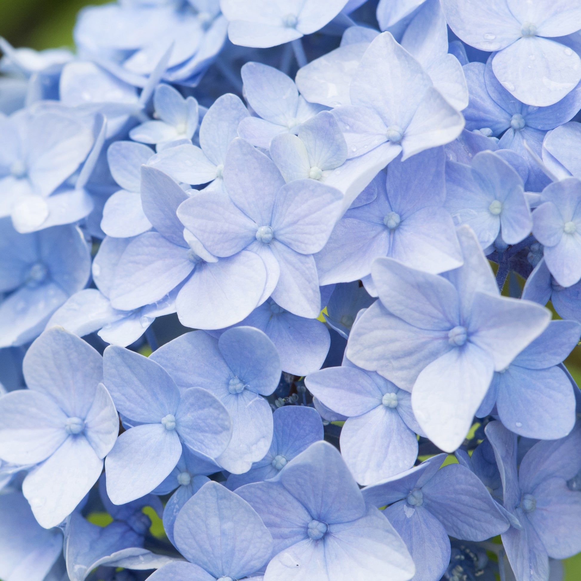 Blauwe Boerenhortensia - Hortensia macrophylla - Bakker
